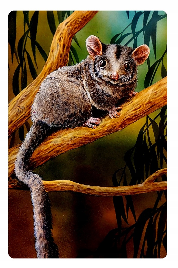 

Magnes Lotopałanka karłowata