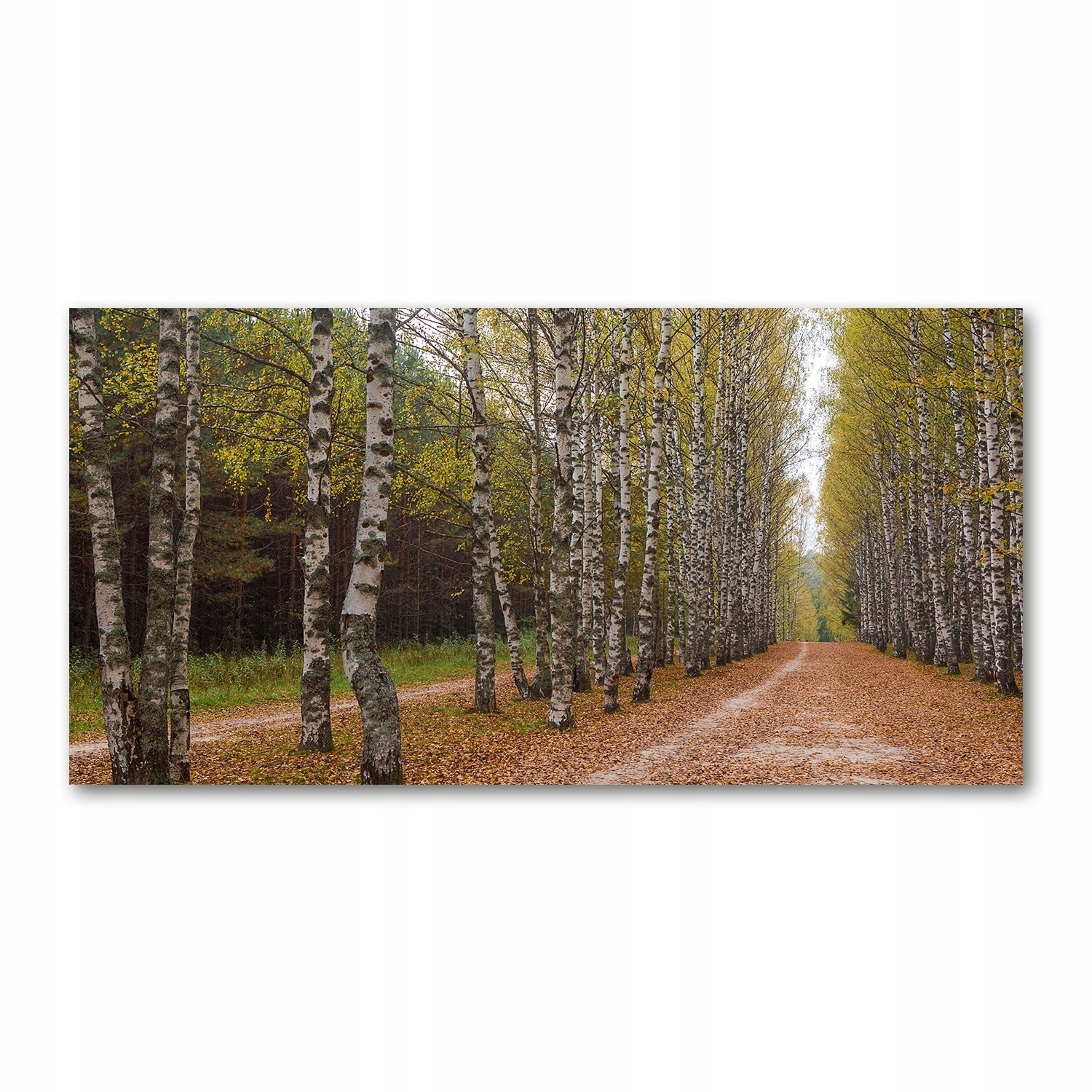 

Foto obraz szkło hartowane Aleja brzóz 140x70