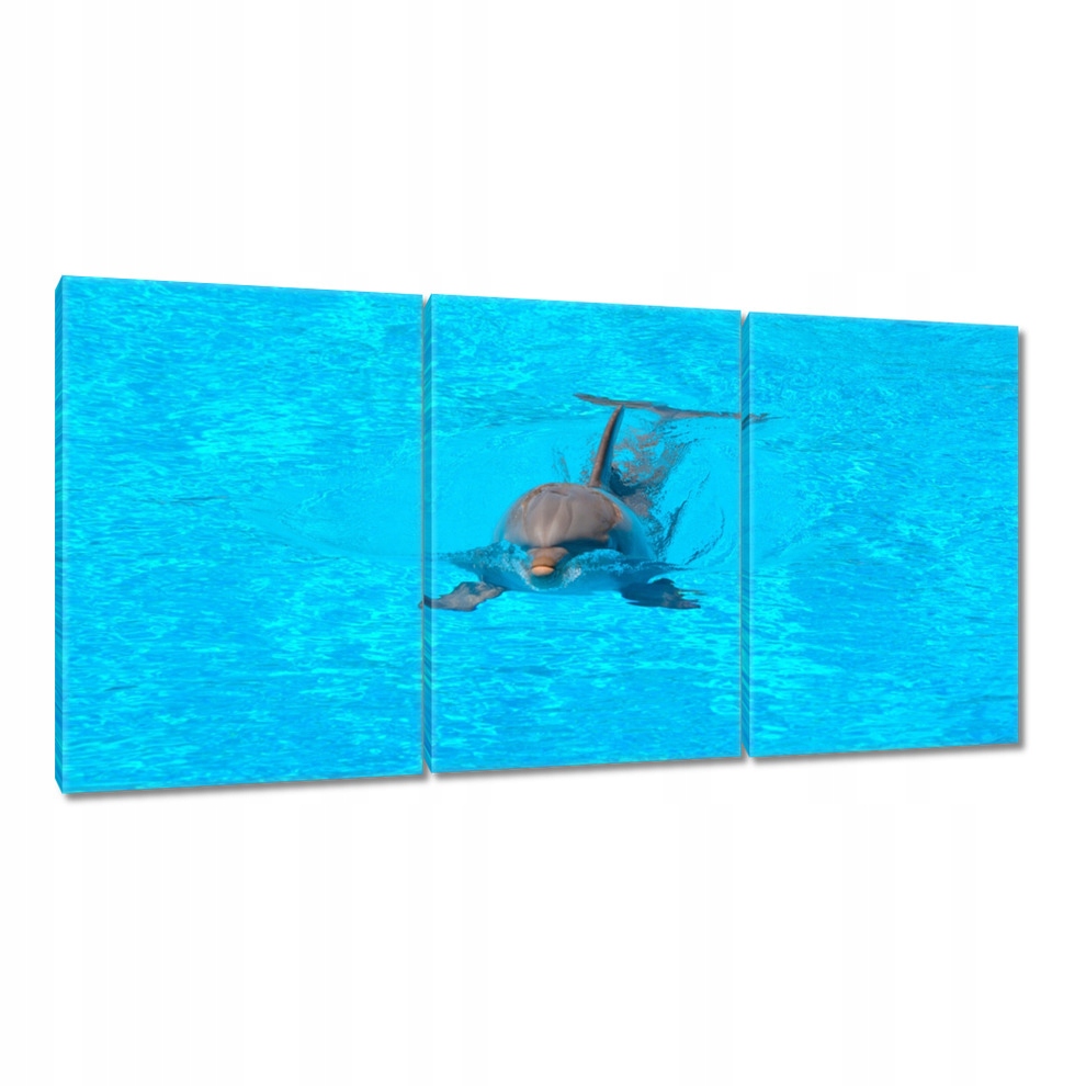 

Obrazy 120x60 Delfin