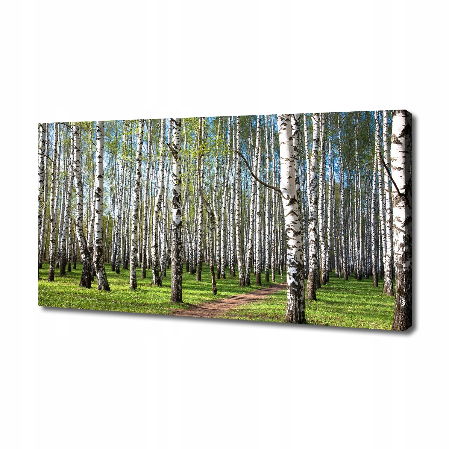 

Foto obraz duży na płótnie Brzozowy las 140x70 cm