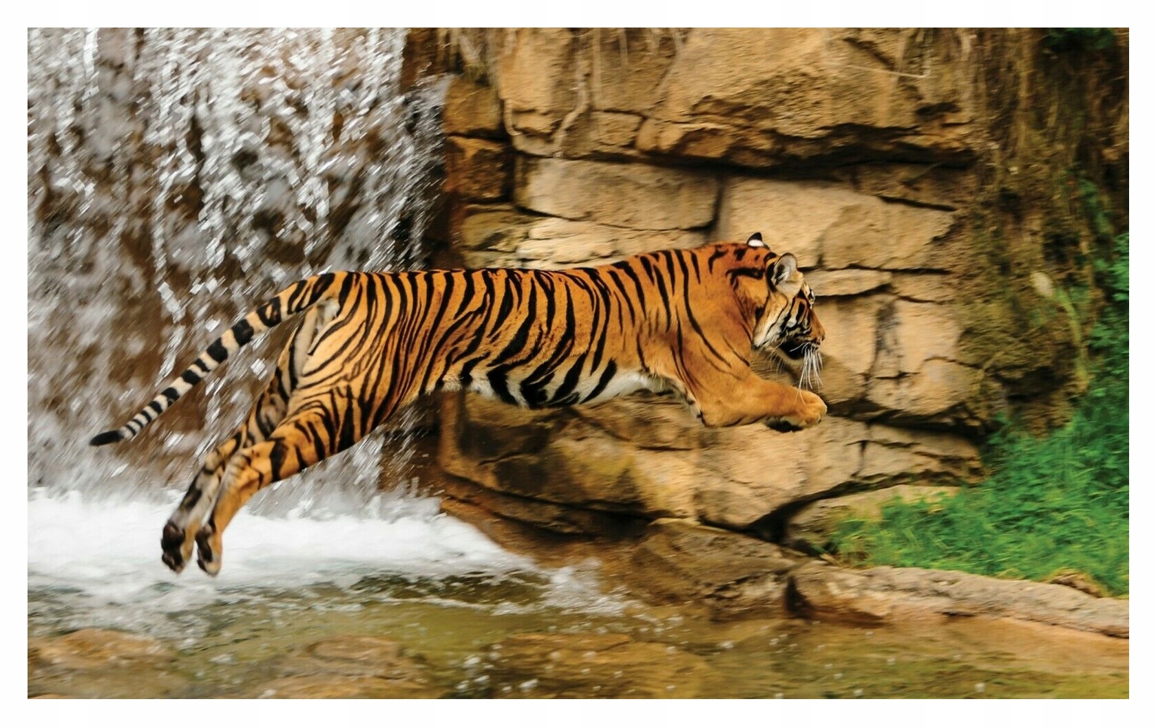 Fototapeta Tygrys 3D Vodopád na stenu 312x219