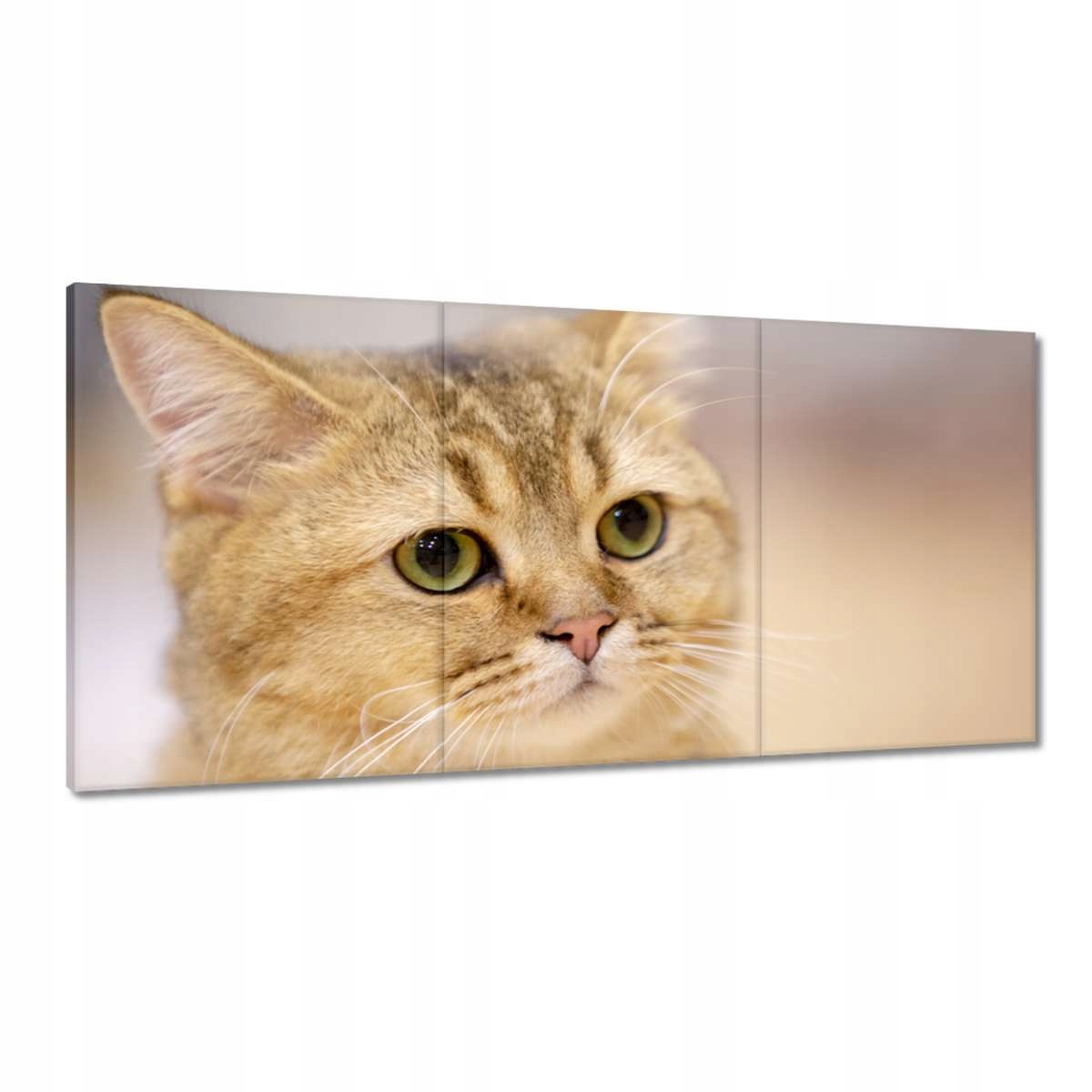 Obrazy 180x90 Mačka Mačičky Mačky Mačiatko