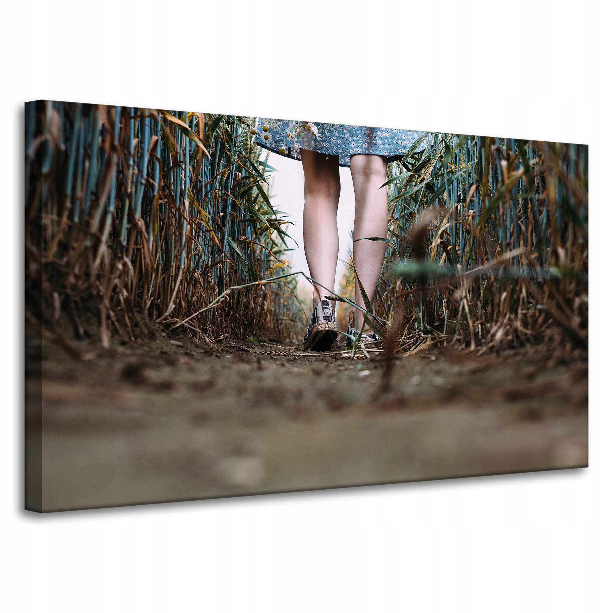 Obraz Canvas Natura Procházka kukuřičným obilím 100x60