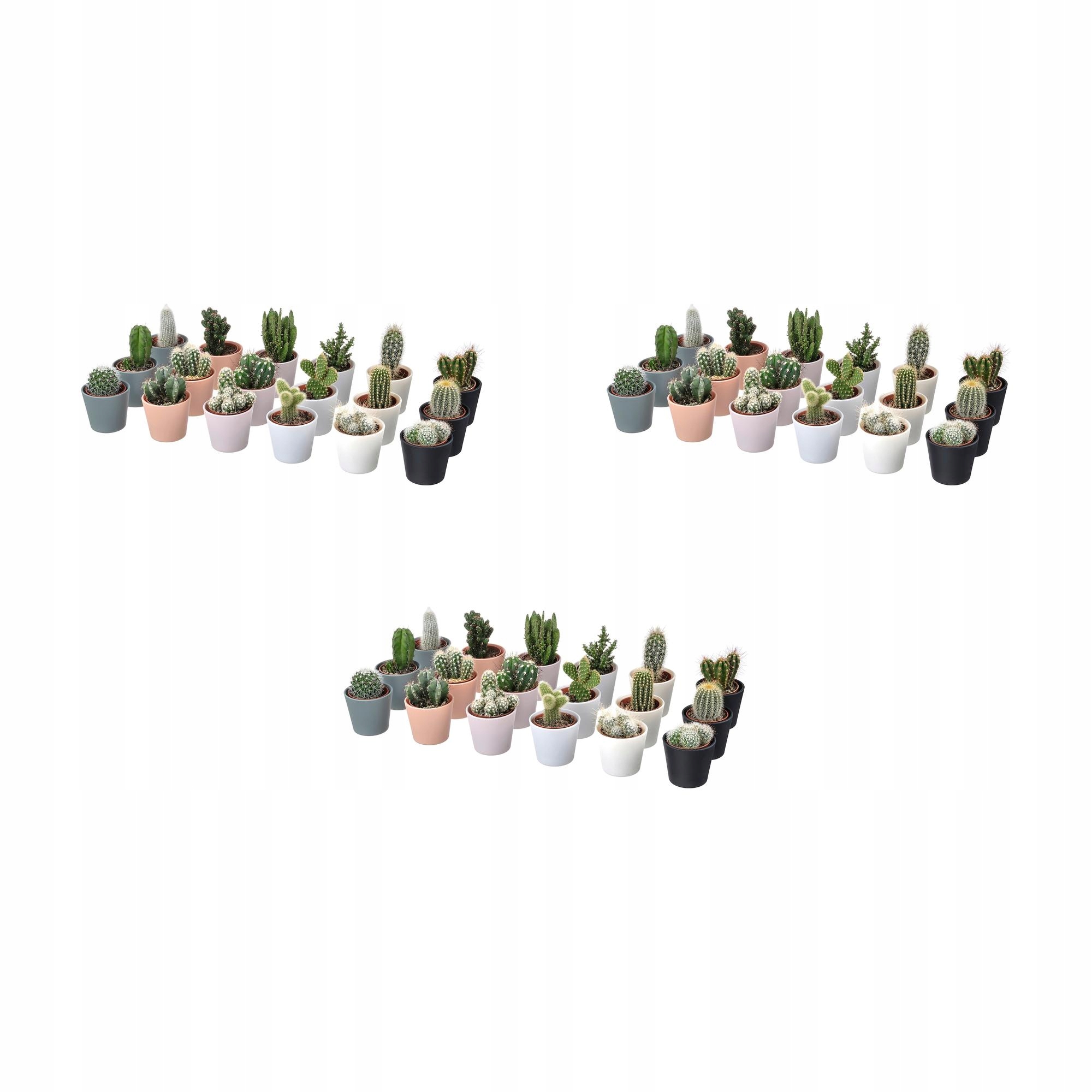 3 ks Cactaceae Rostlina s květináčem Kaktus/různé 6 cm