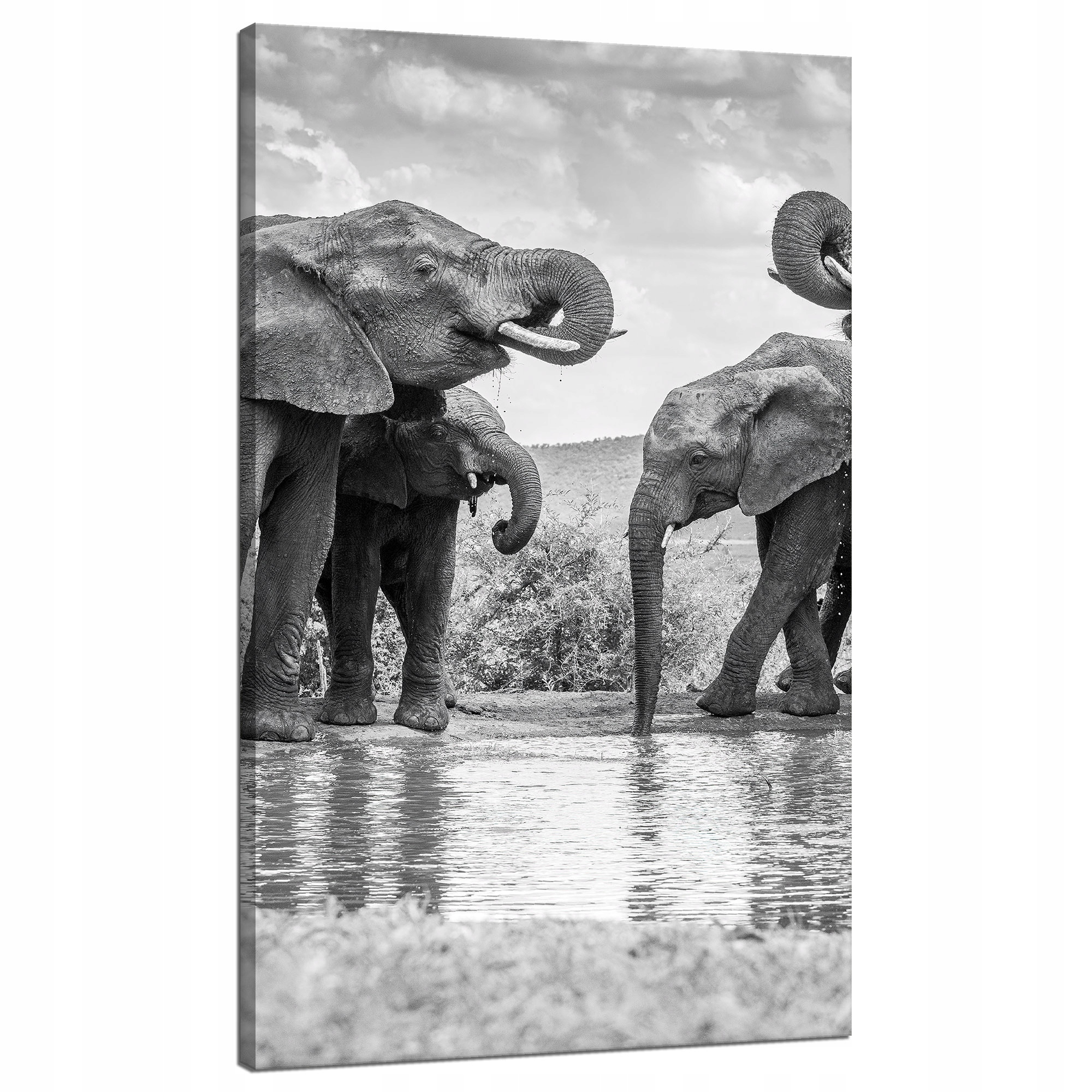 Obraz na plátně Sloni u vody Šedá příroda 70x120 cm