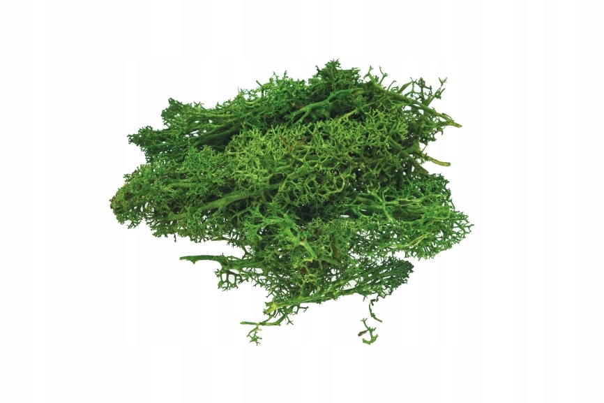 Mech 10g ciemnozielony MS2 Brewis