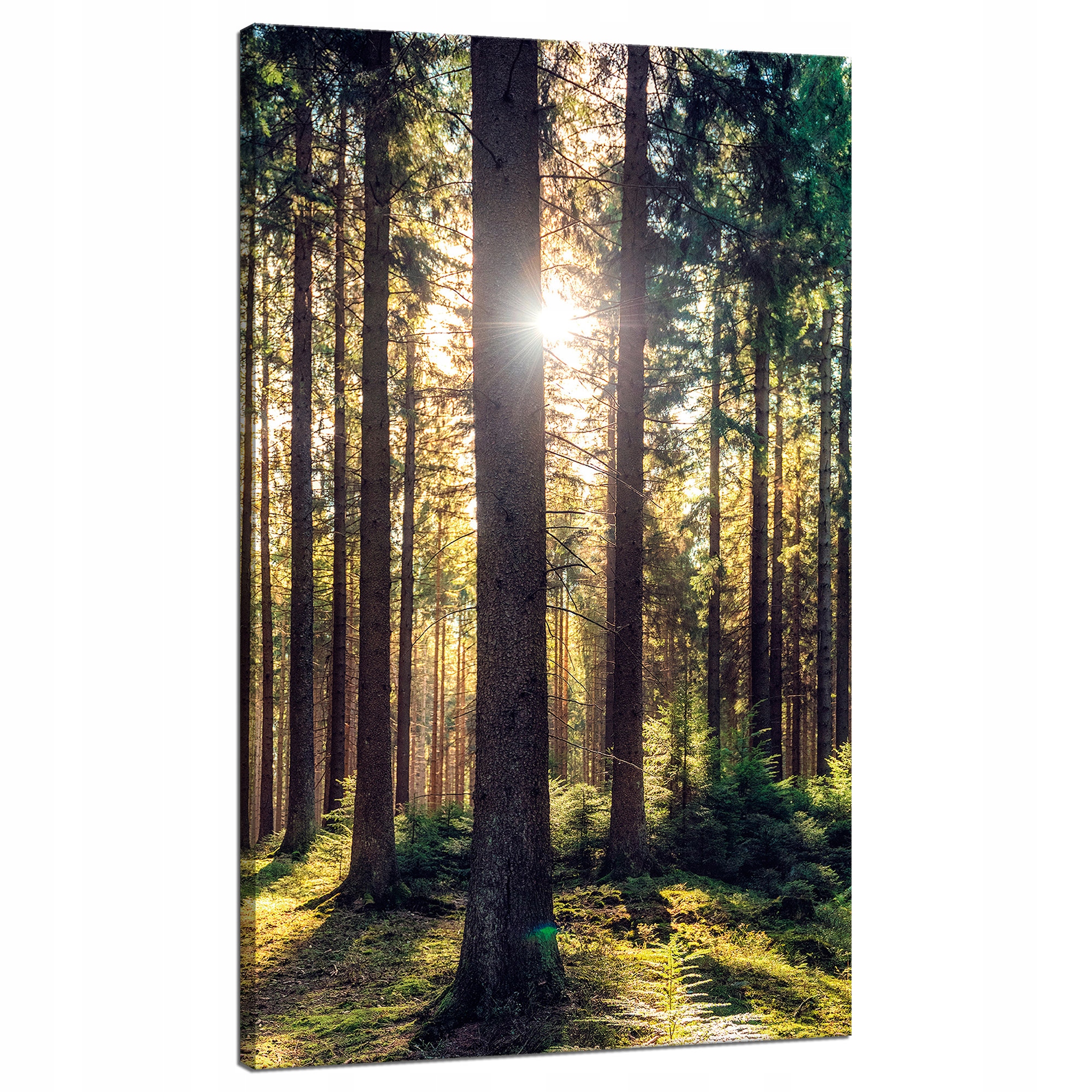 Obraz na plátně Les Slunce Stromy Jaro Ráno 70x120 cm