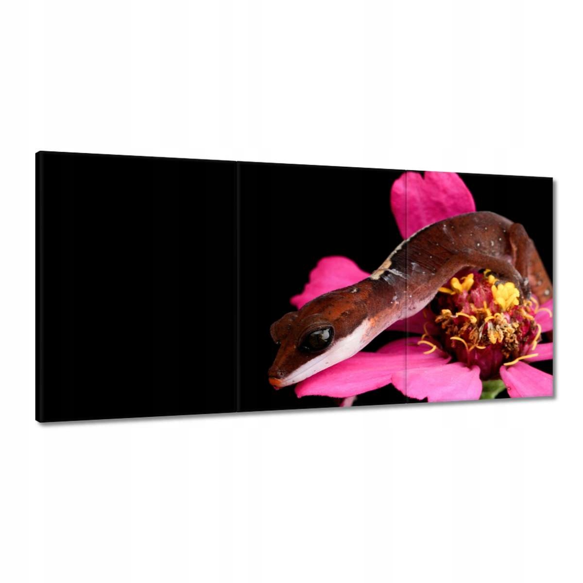 Obrazy 180x90 Had Gekon na kvete