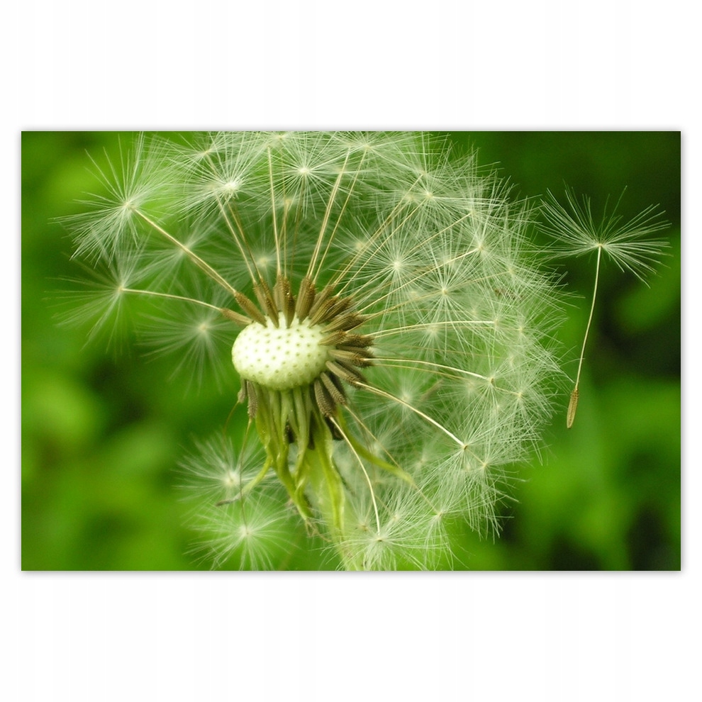 

Plakaty 93x62 Dmuchawiec Kwiat Kwiatki