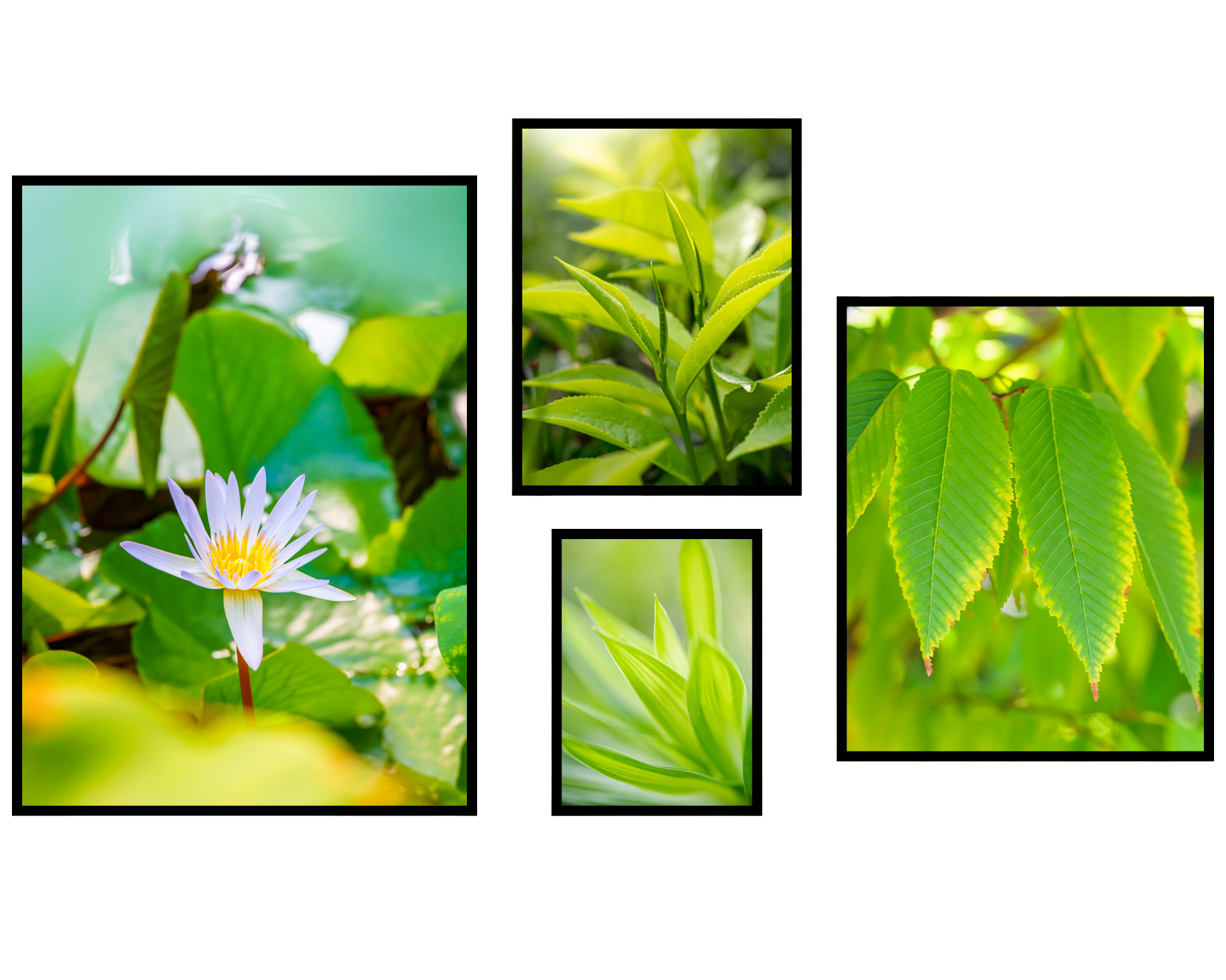4ks botanických plakátů do obývacího pokoje příroda zeleně