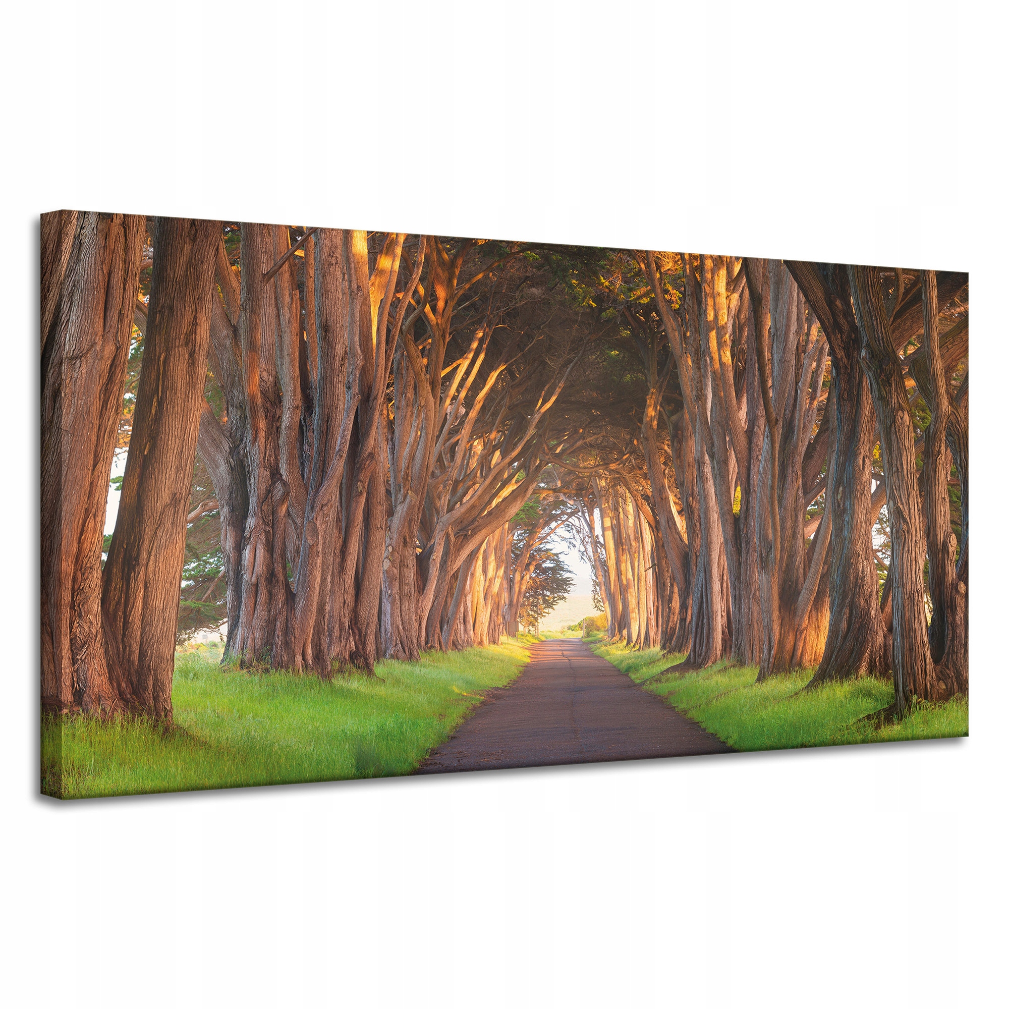Obraz na plátně Cesta mezi stromy Příroda 120x60 cm Ideální jako dárek