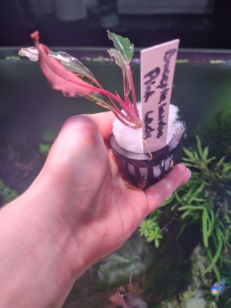 Bucephalandra Pink Lady unikat - koszyk
