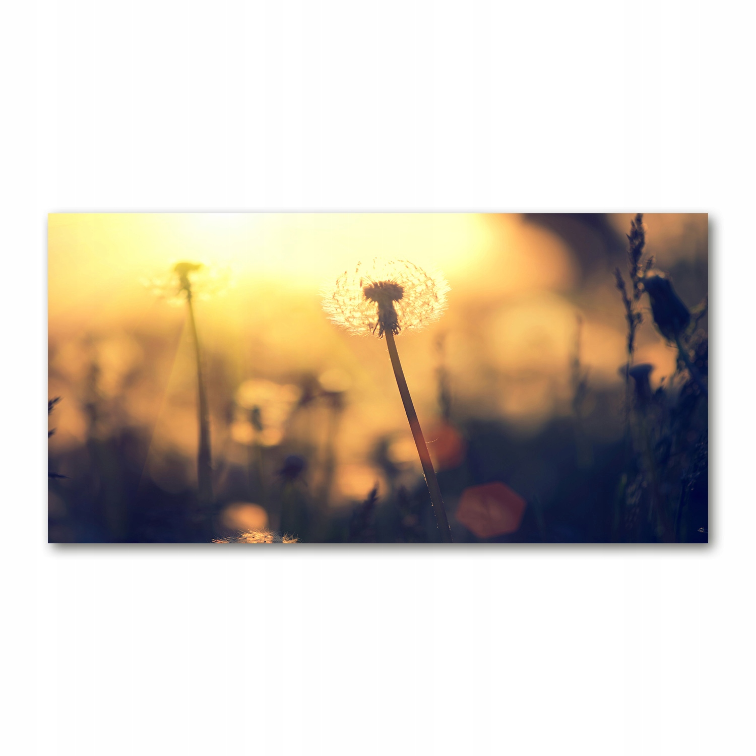 

Foto obraz akryl nowoczesny Dmuchawiec 120X60 cm