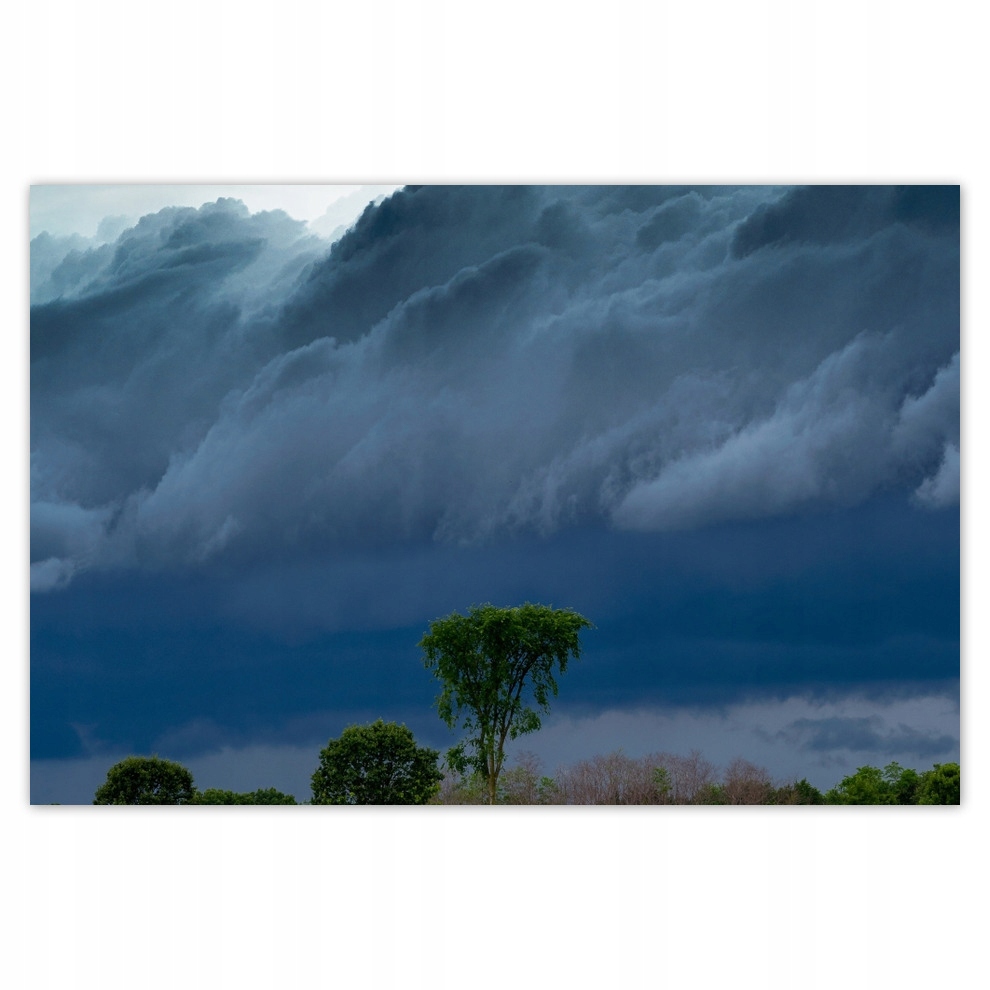 

Plakaty 93x62 Pole kukurydzy Drzewa