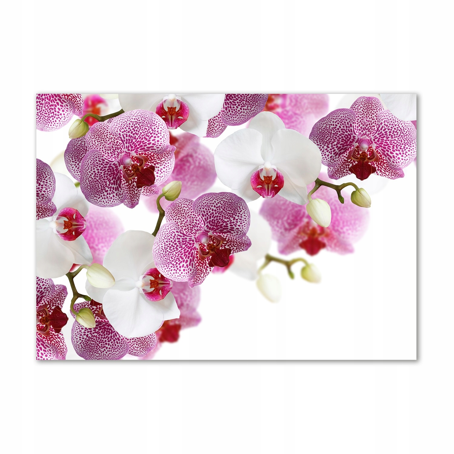 

Obraz zdjęcie na ścianę akryl Orchidea 100x70 cm