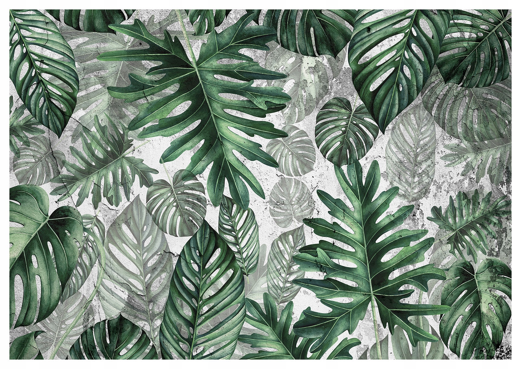 Fototapeta Monstera tropické listy šedozelené pozadí 250x175 lepidlo