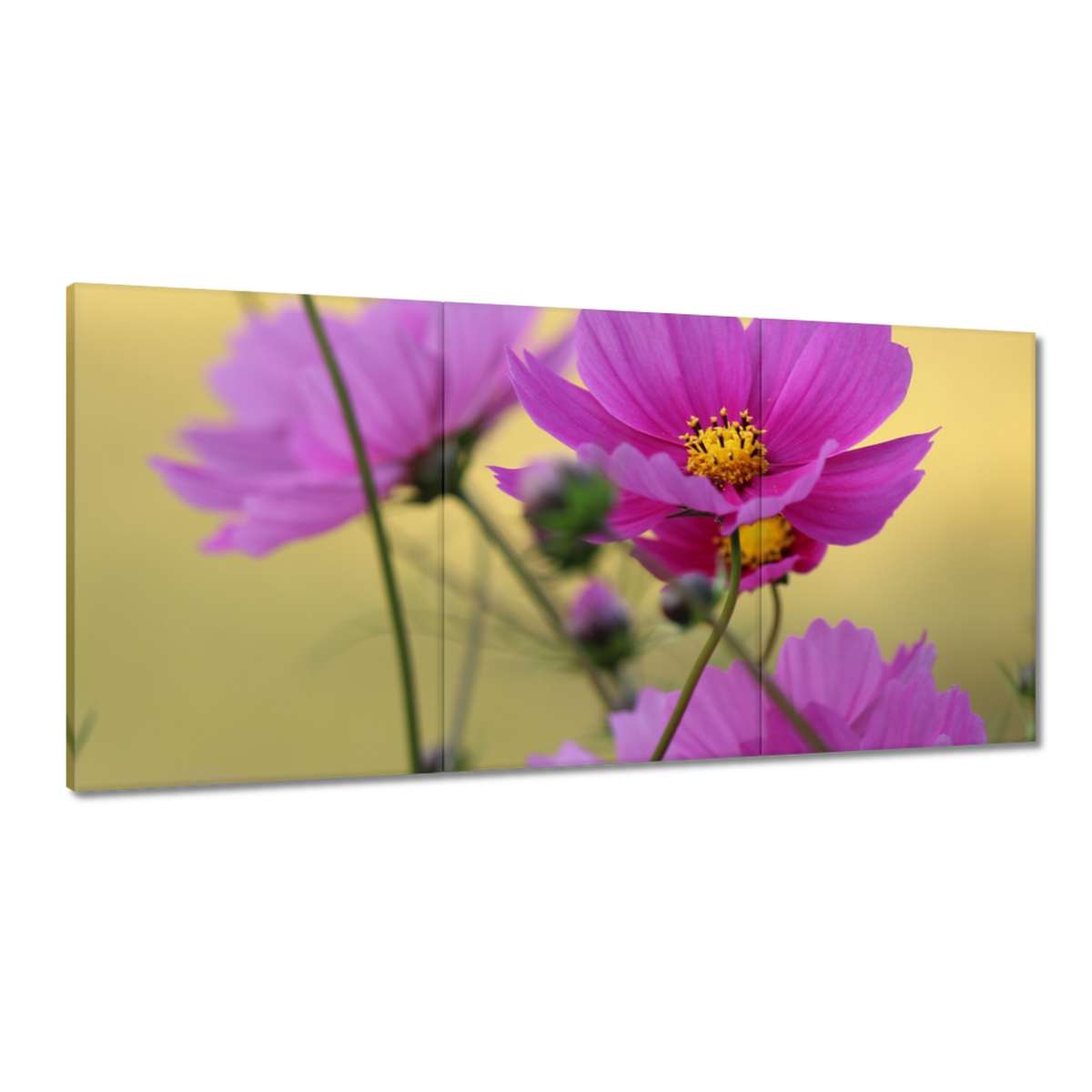 Obrazy 180x90 Kvety na lúke