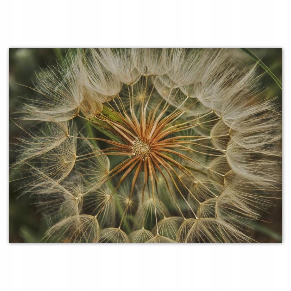 

Naklejki 70x50 Dmuchawiec Kwiat Kwiatki