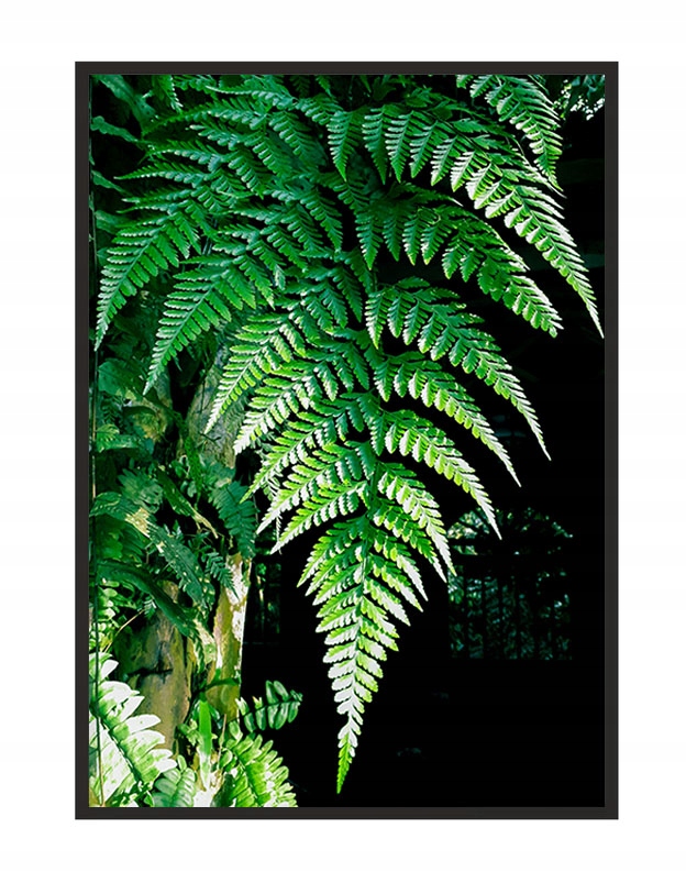 

Obraz Plakat W Ramie 53x73 cm Liście P1261