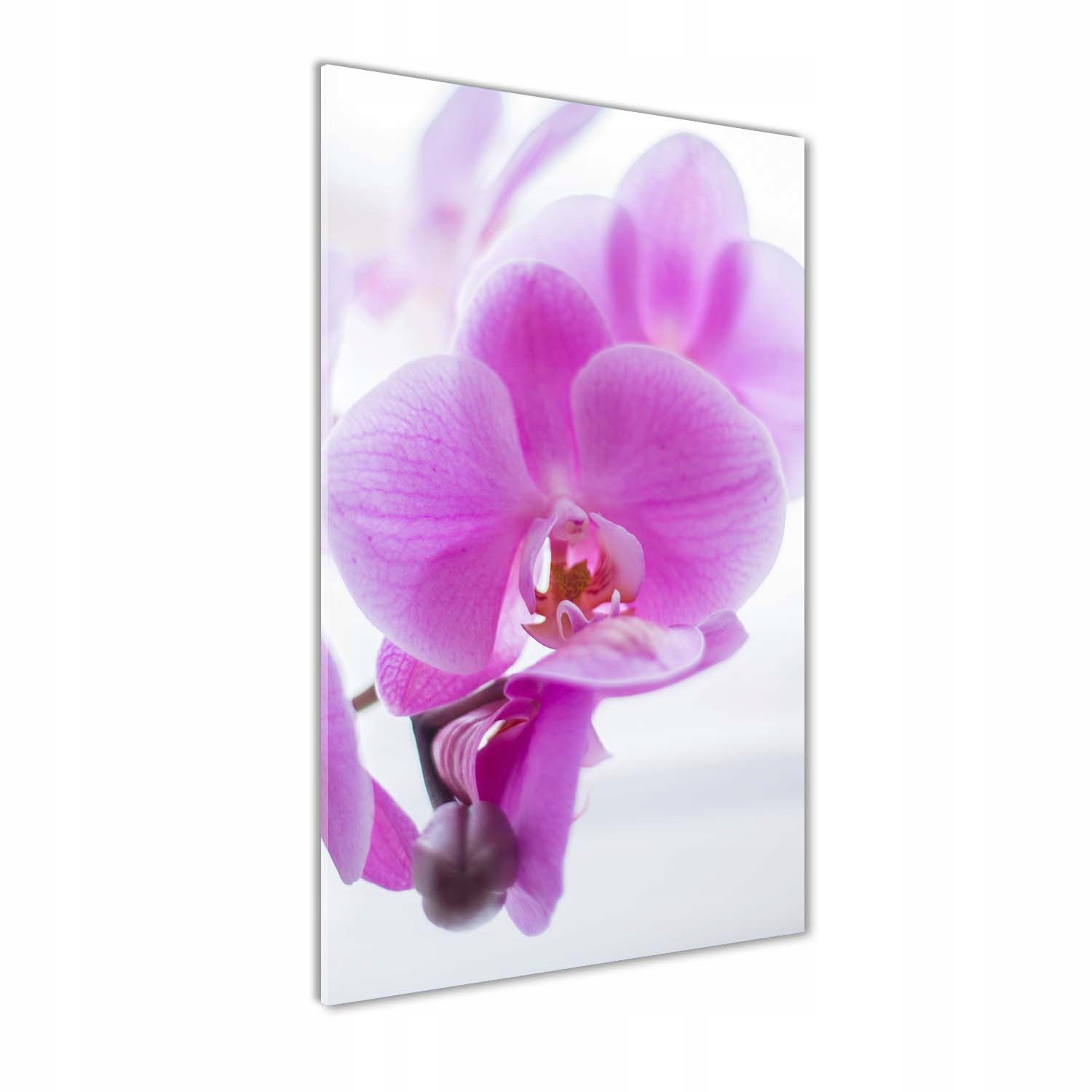 

Foto obraz szkło akrylowe Różowa orchidea 70x140cm