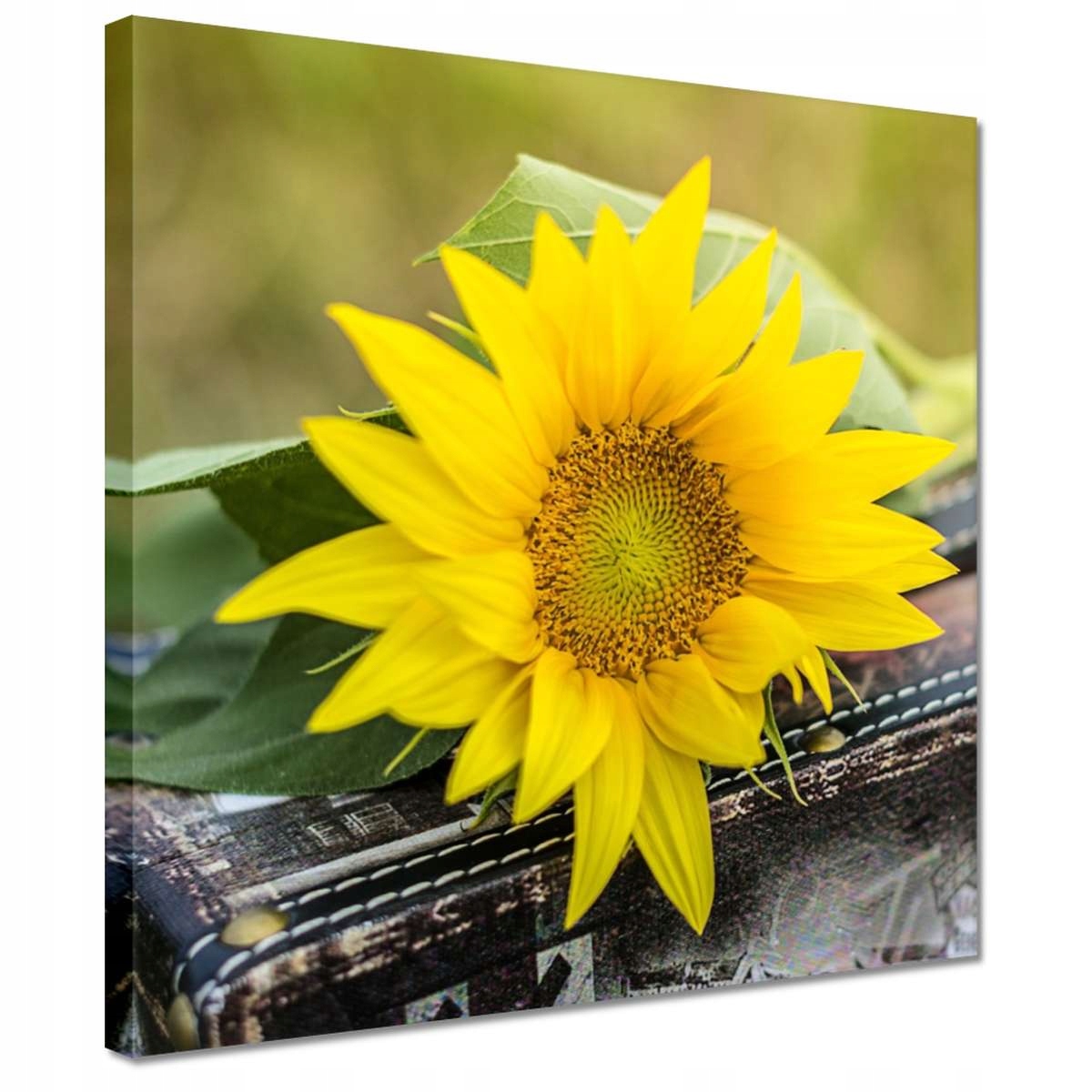 

Obrazy 30x30 Słonecznik na walizce