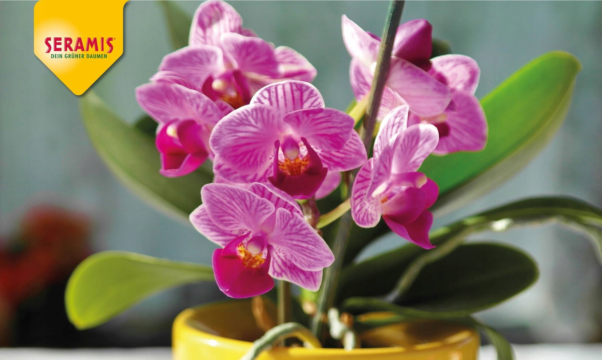 WESTLAND PODŁOŻE ZIEMIA Z SERAMIS KORA SOSNOWA DO STORCZYKA ORCHIDEI 8 L Marka Westland