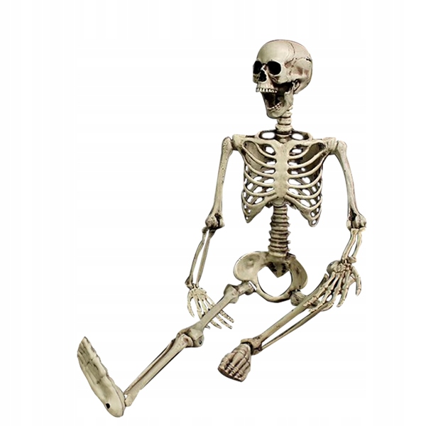 Kostra Človeka Skelet Veľký Pohyblivé Prvky 165 CM Halloween