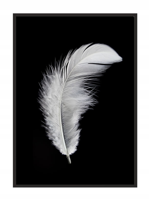 OBRAZ PLAKAT W RAMIE 53x73 cm Piórko P841
