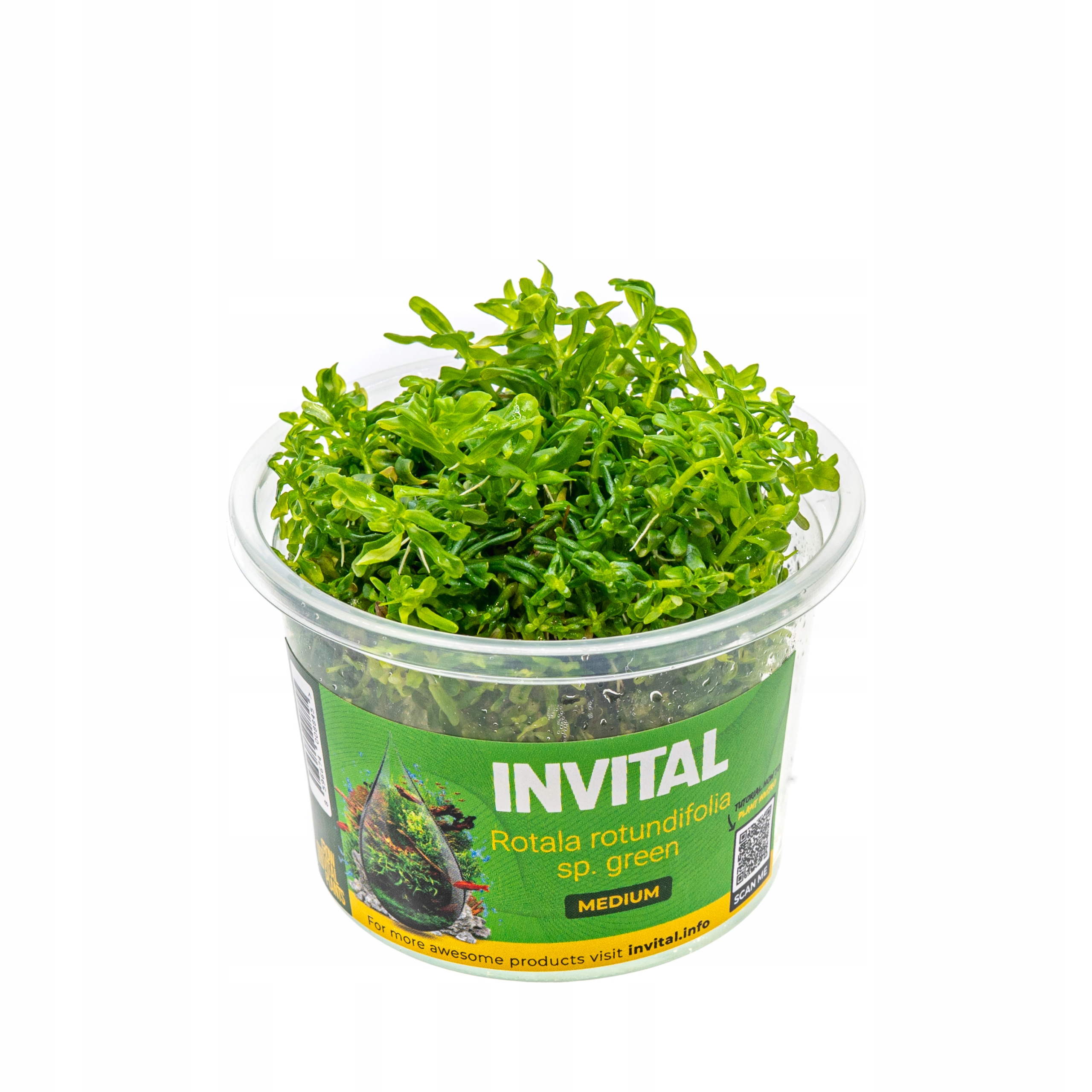 INVITAL Rotala sp. Green in vitro Ø 7 cm