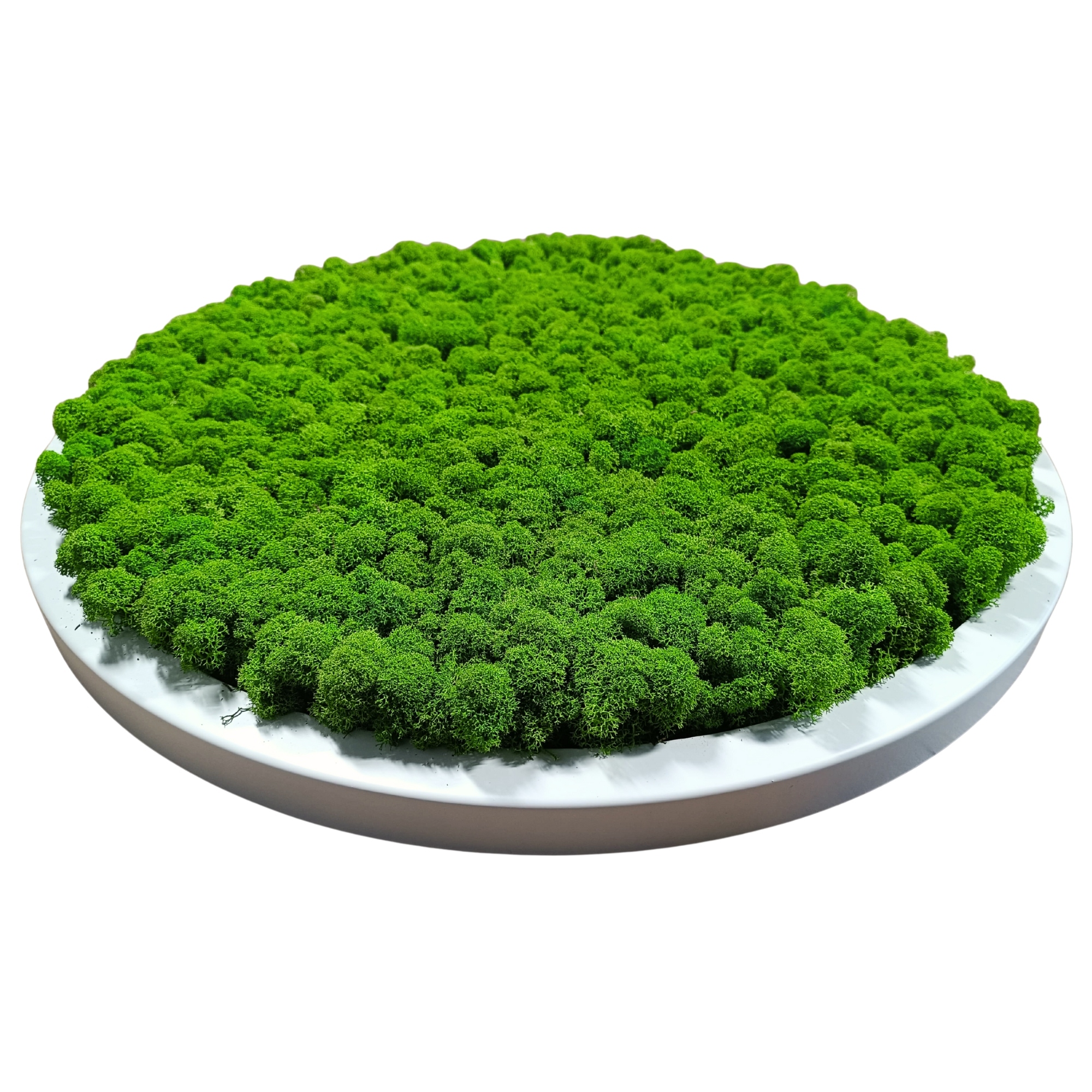 Obraz v dřevěném kulatém bílém rámu S Mechem Chrobotkem, průměr 40 cm