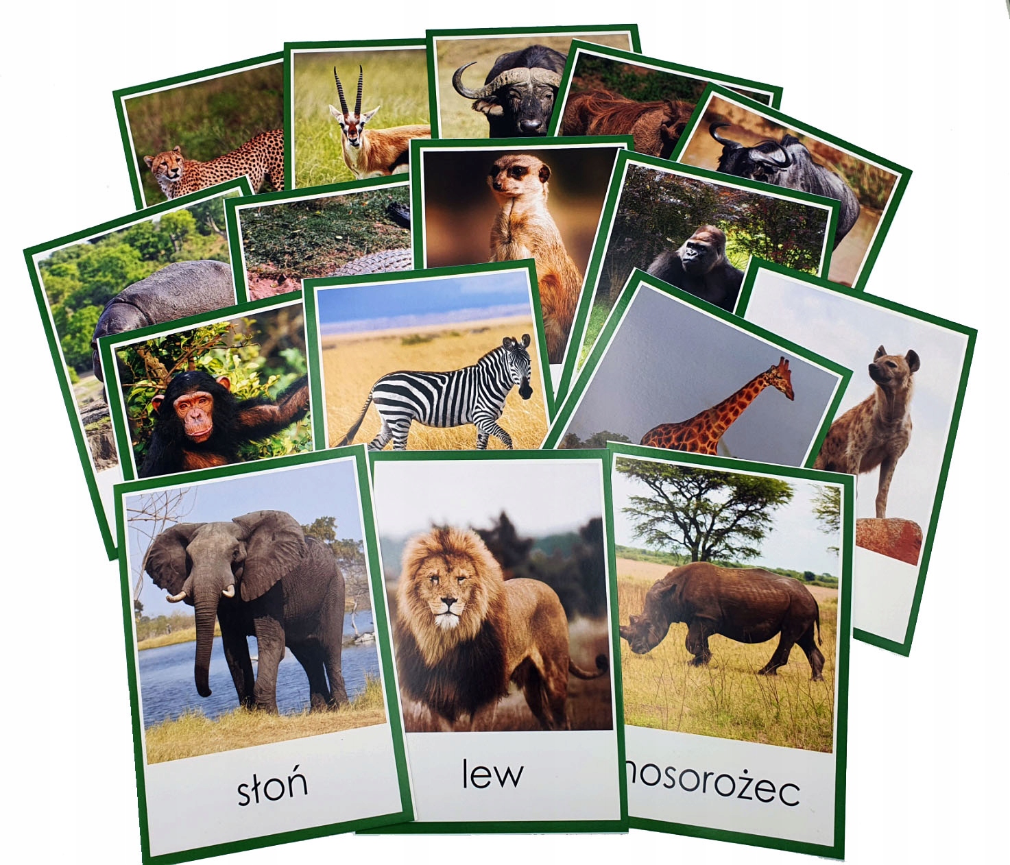 Plansze demonstracyjne ZWIERZĘTA AFRYKI 15x21cm