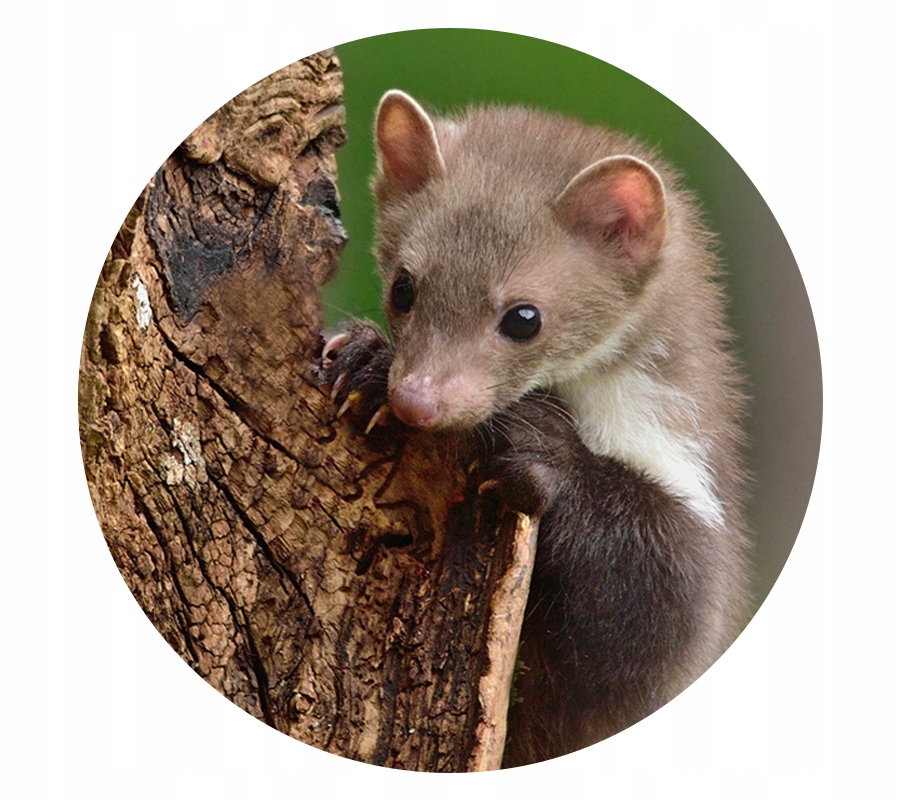 ODSTRASZACZ NA KUNY DO AUTA SAMOCHODU DOMU 6szt Zastosowanie przeciwko kunom