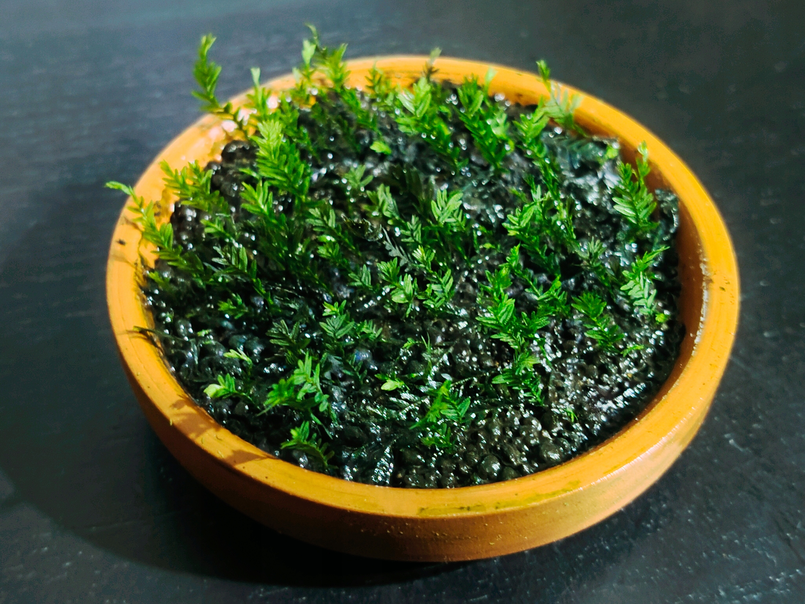 Fissidens Grandifrons - forma emersyjna 65