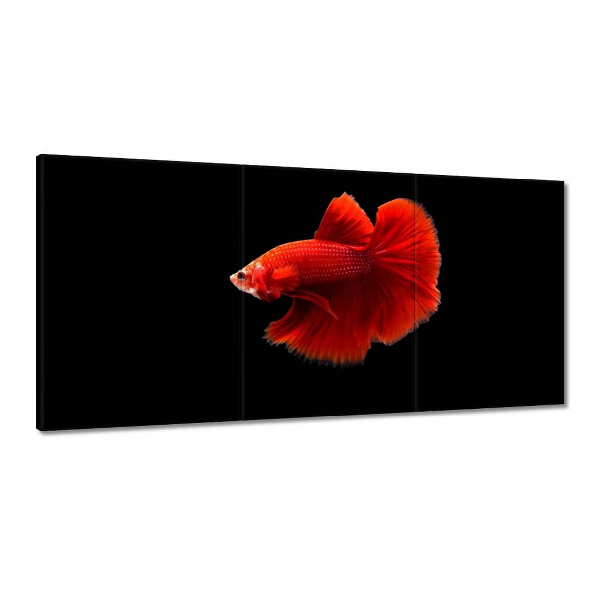 Obrazy 180x90 Červený bojovník rybka