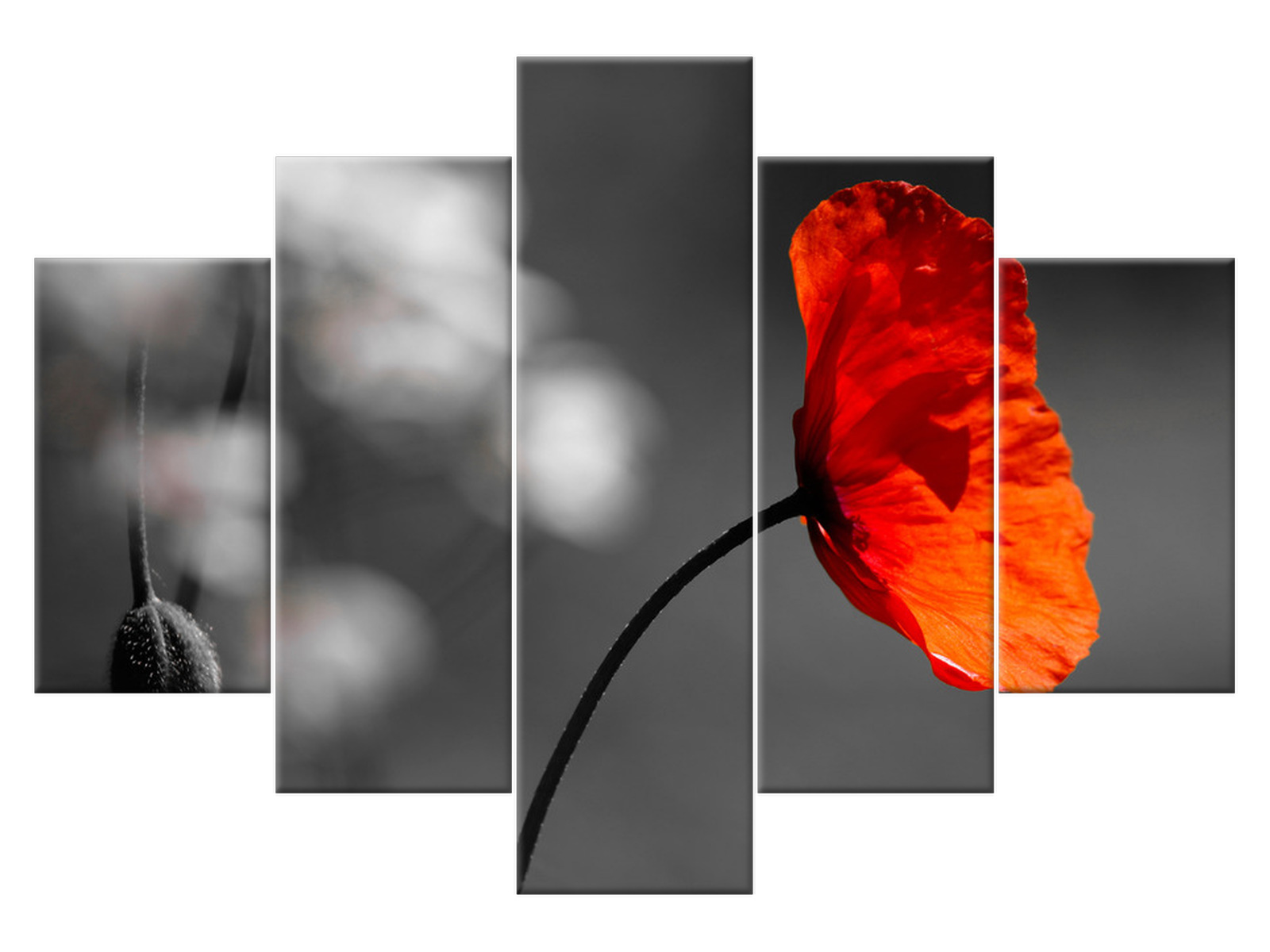 

Obraz Samotny mak - Jenny Downing 150x105 1045A_5H