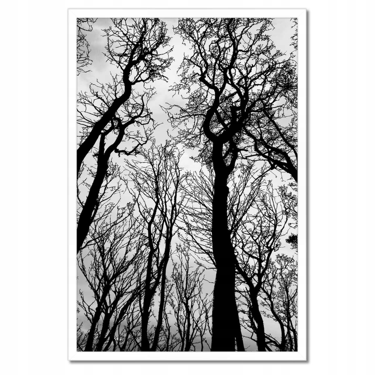 Plakáty v rámu 40x60 Les Stromy Pohled zdola