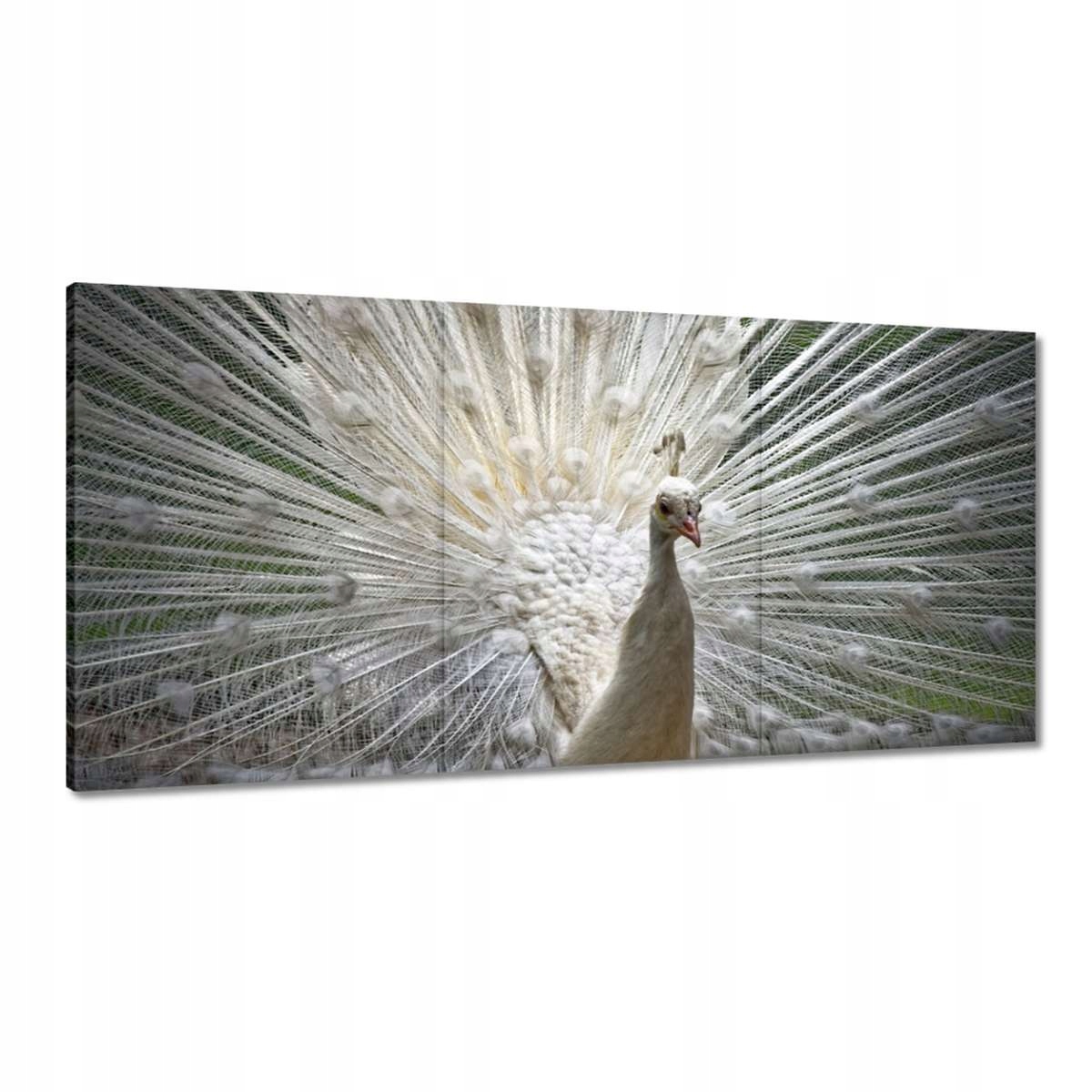 Obrazy 180x90 Vtáky Vtáky