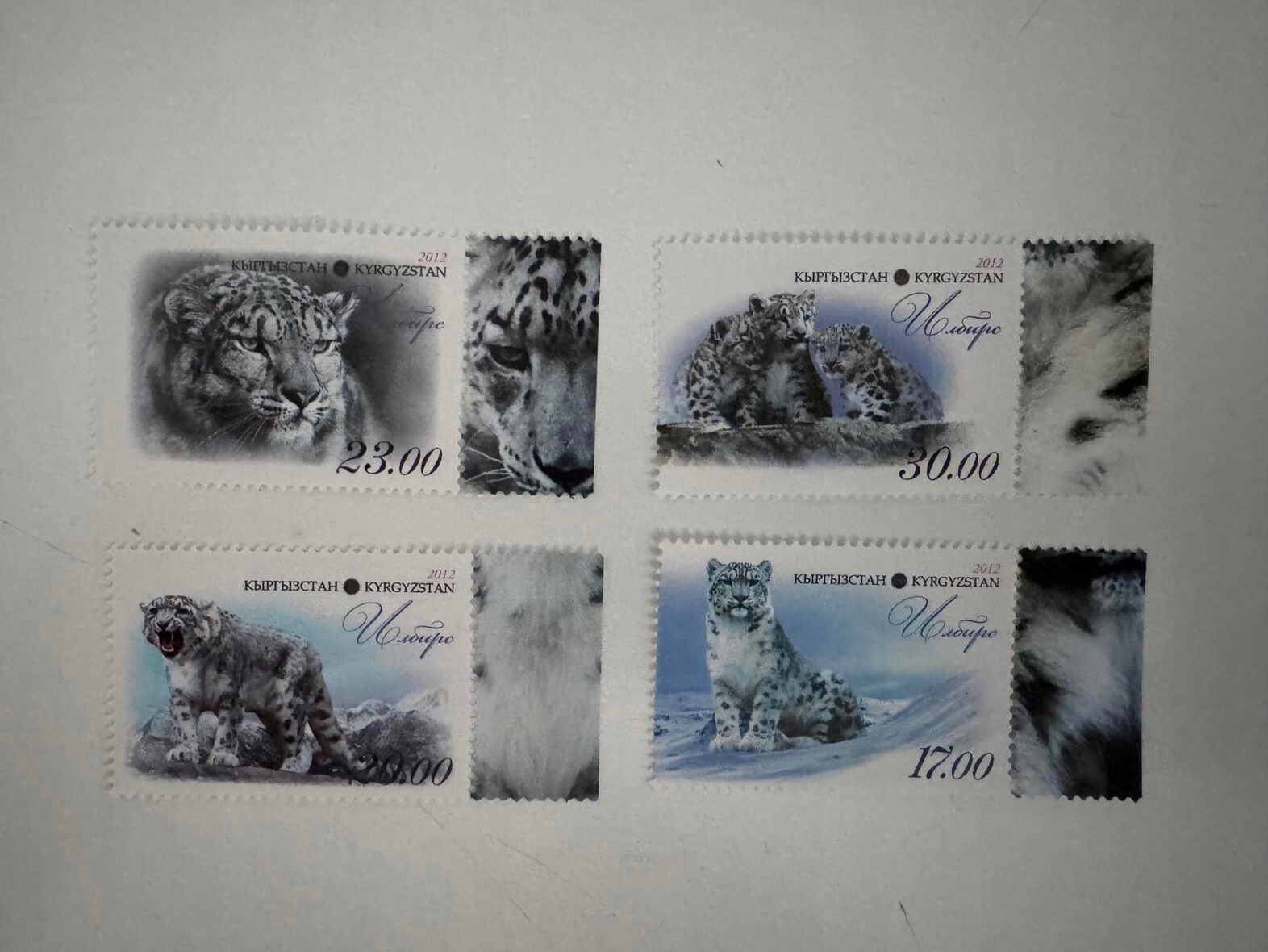 Kirgistan 2013. Pantera Śnieżna. Koty. Fauna **