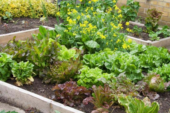 WARZYWNIAK ZIELNIK INSPEKT 120x60, WYSOKOŚĆ 30 cm Długość 120 cm