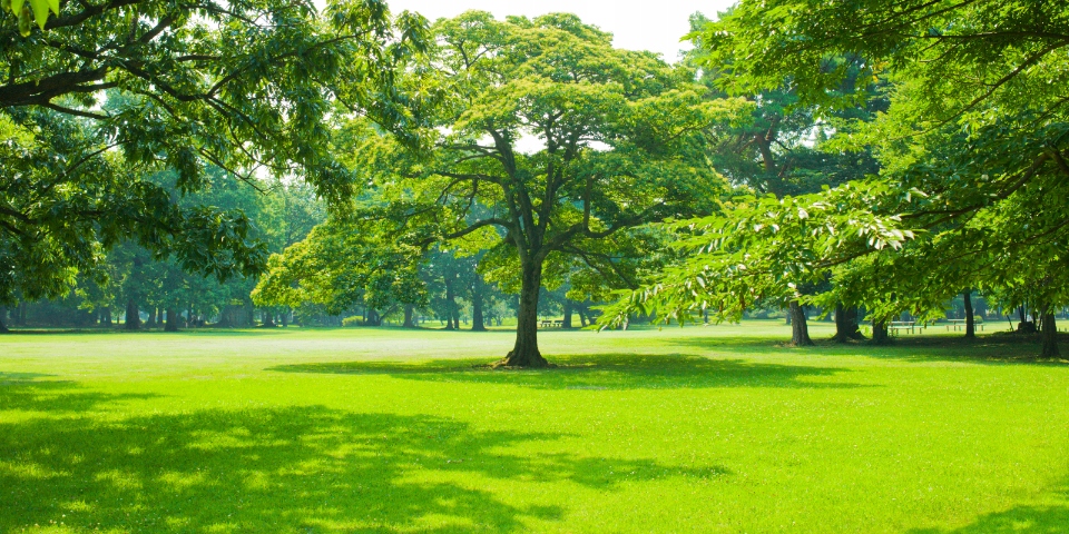 Nawóz wiosenny do trawników VIANO TURFPROF GREEN BOOST MC 16-3-8 (+2) +FE 2 Forma granulat