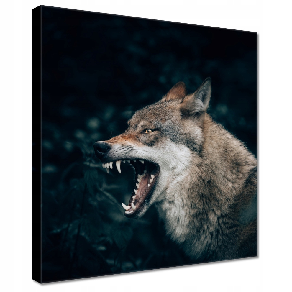 

Obrazy 60x60 Wilk Wilki Wolf