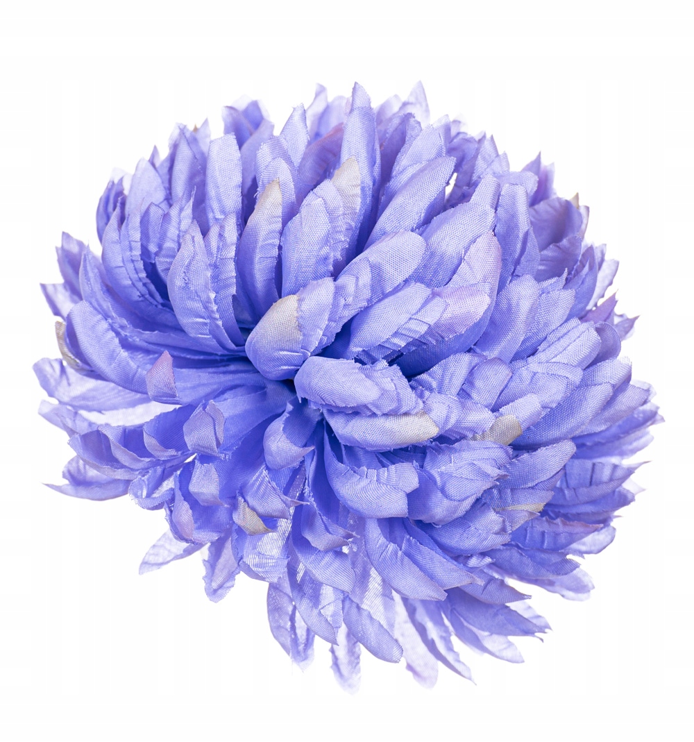 

Chryzantema ananas niebieska do wiązanek