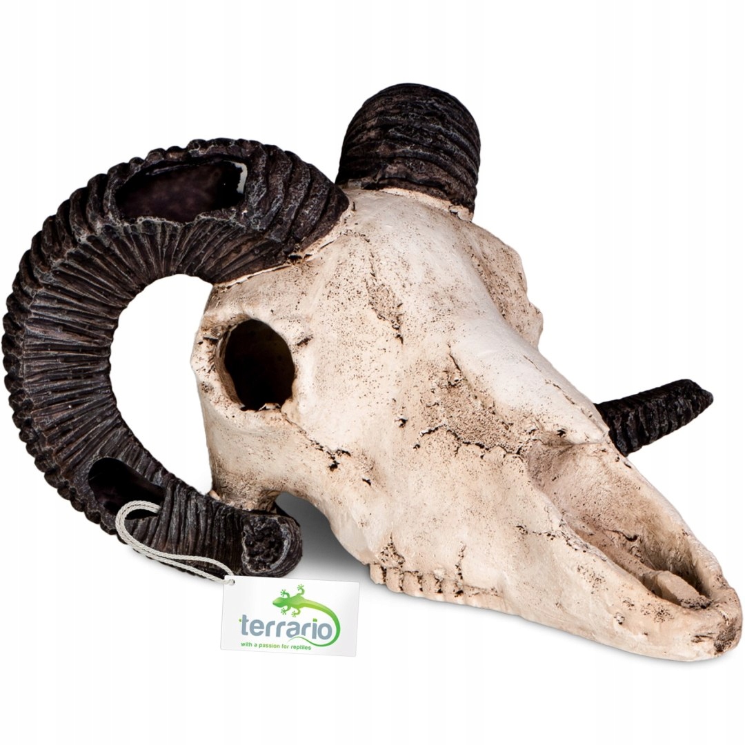 Levně Terrario Ram Skull lebka berana do terária 19x16x11 cm