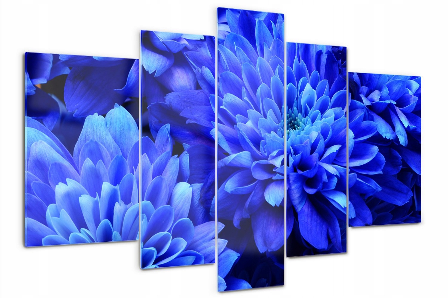 Foto Sklený obraz veľký triptych Modrý aster