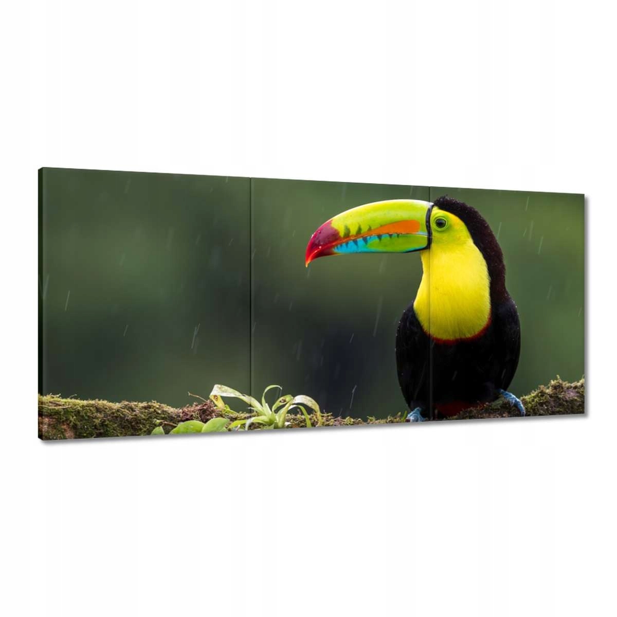 Obrazy 210x100 Vtáky Vtáky