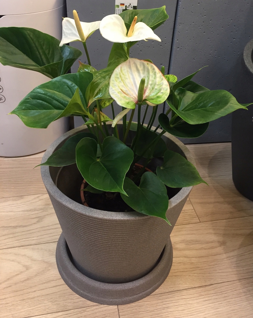 Podstawka pod doniczkę 43 szarobeżowa okrągła Marka Scheurich