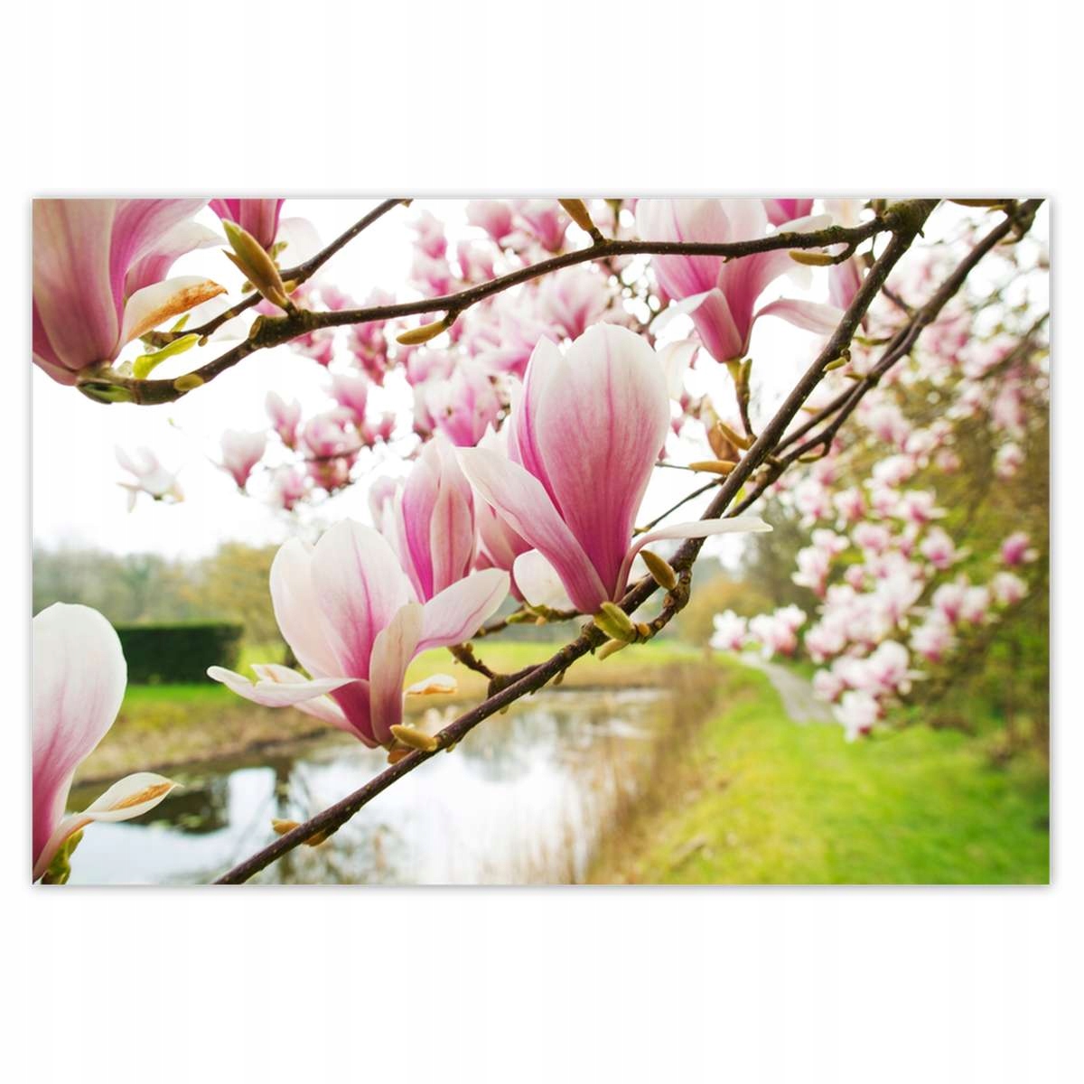 Plakáty 200x135 Magnolie v Poznani Květ