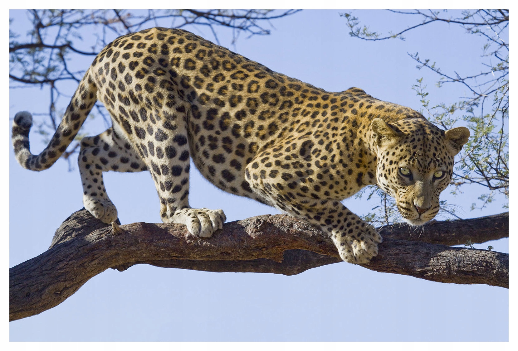 Fototapeta Leopard na větvi Africký šik vinylová 254x184 lepidlo