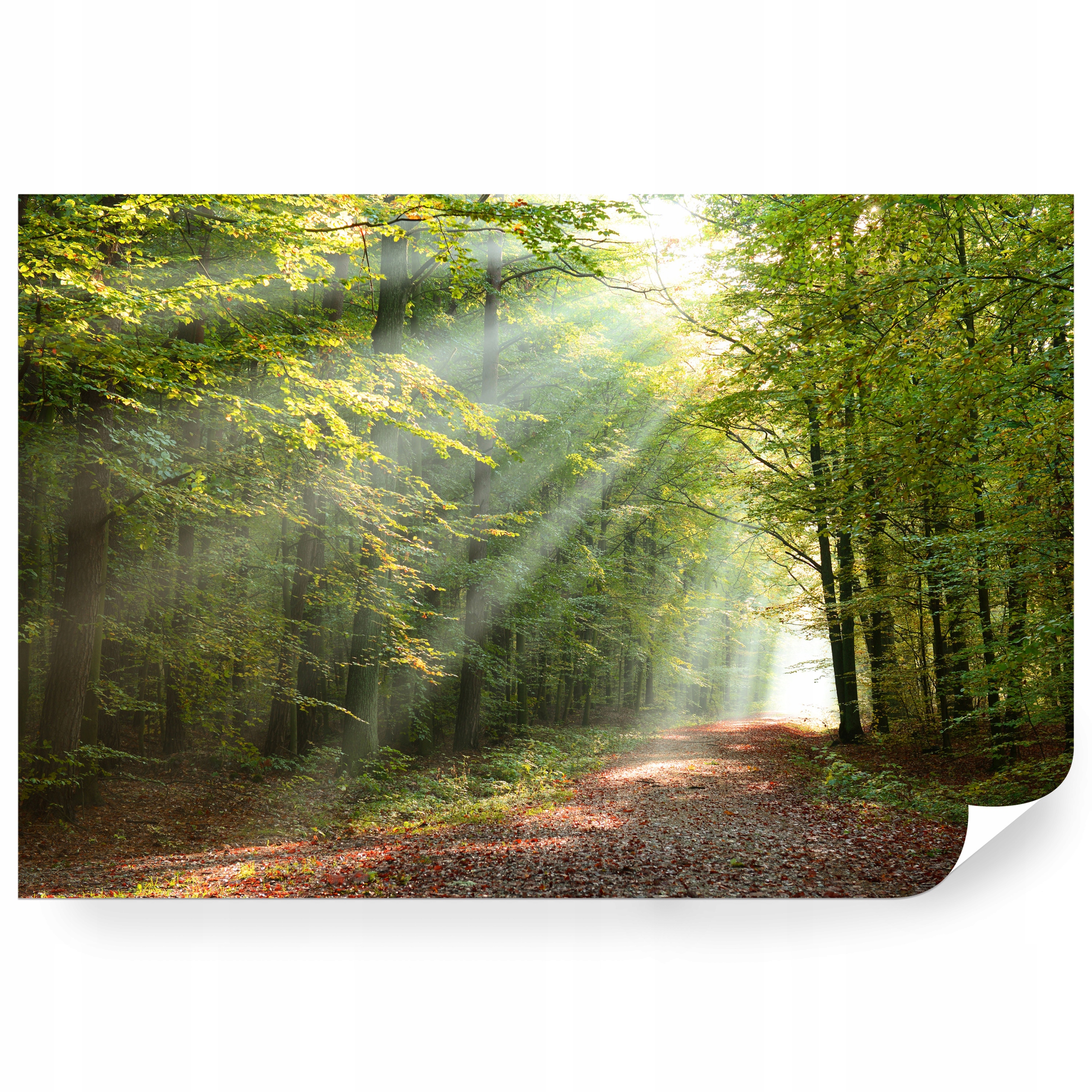 Fototapeta samolepicí Ráno V Zeleném Lese 270 x 180 cm