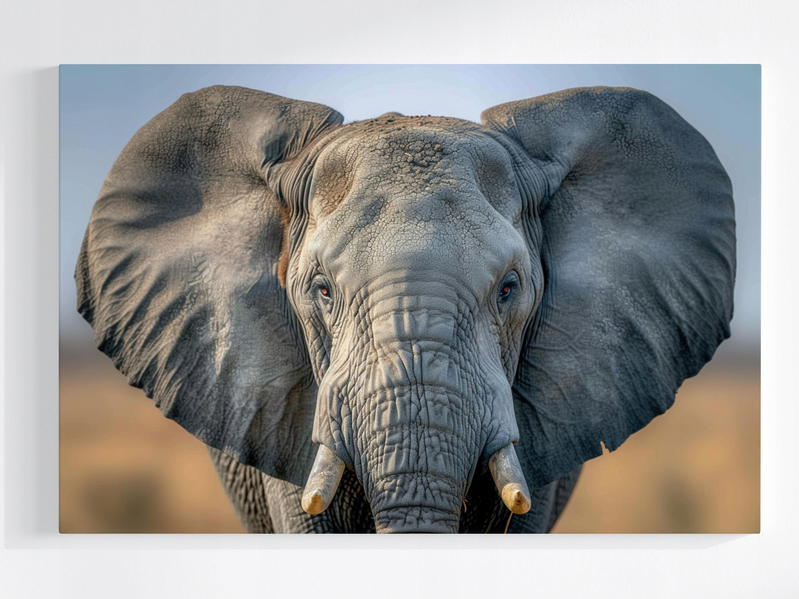 Obraz Na Plátně Canvas Příroda Zvíře Fauna Portrét Slon 120x80